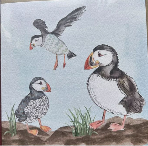 Puffins Birds Greetings Blank Card with Envelope FREE UK Postage