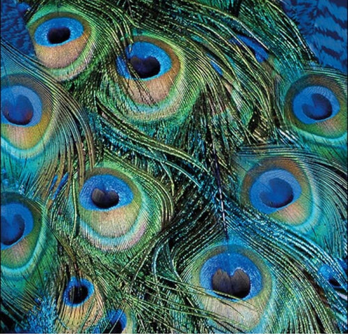 5 Peacock Feathers Paper Party Napkins pack of 5 3 ply serviettes FREE UK Postage